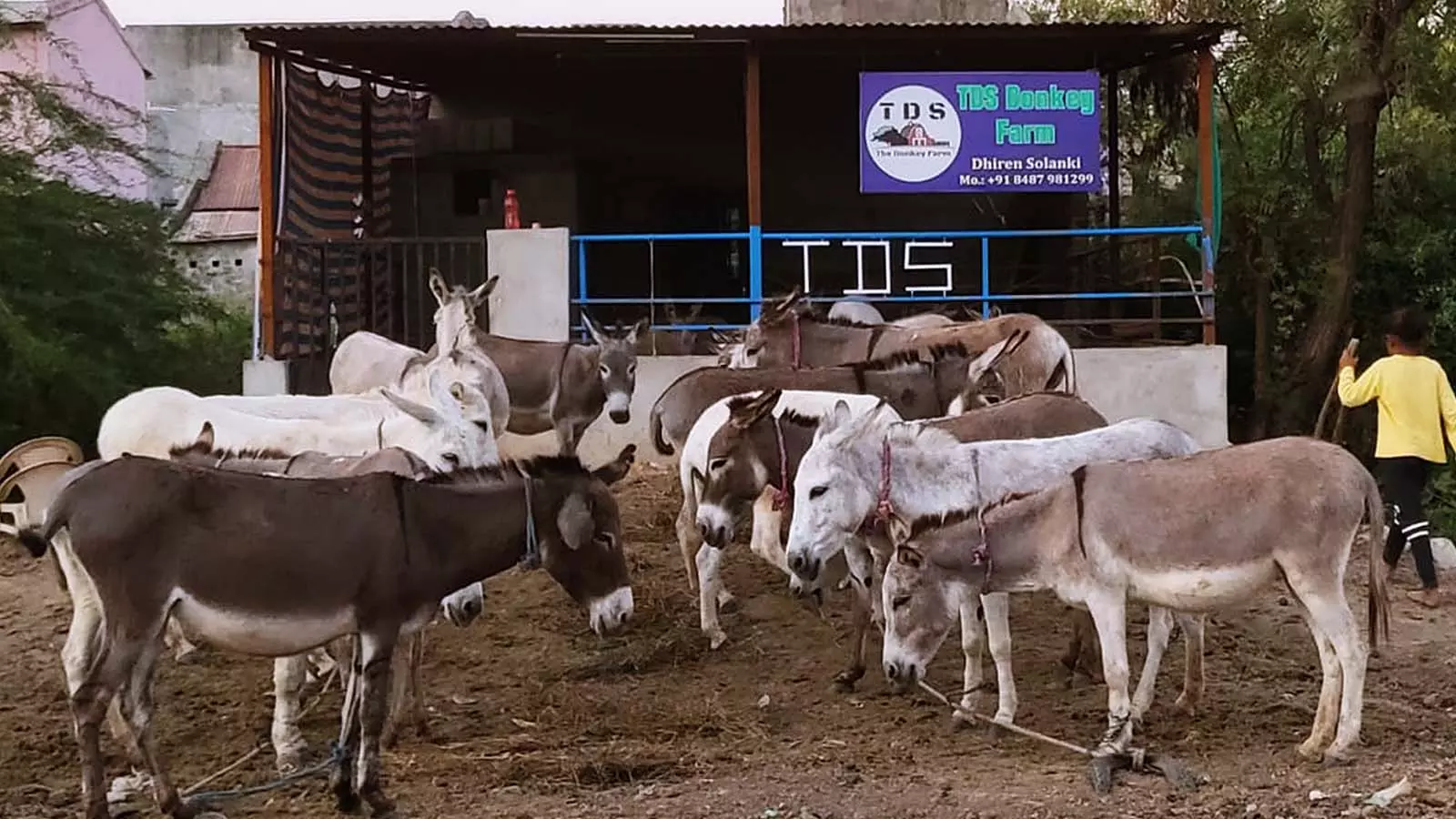 The TDS Donkey farm in Patan.