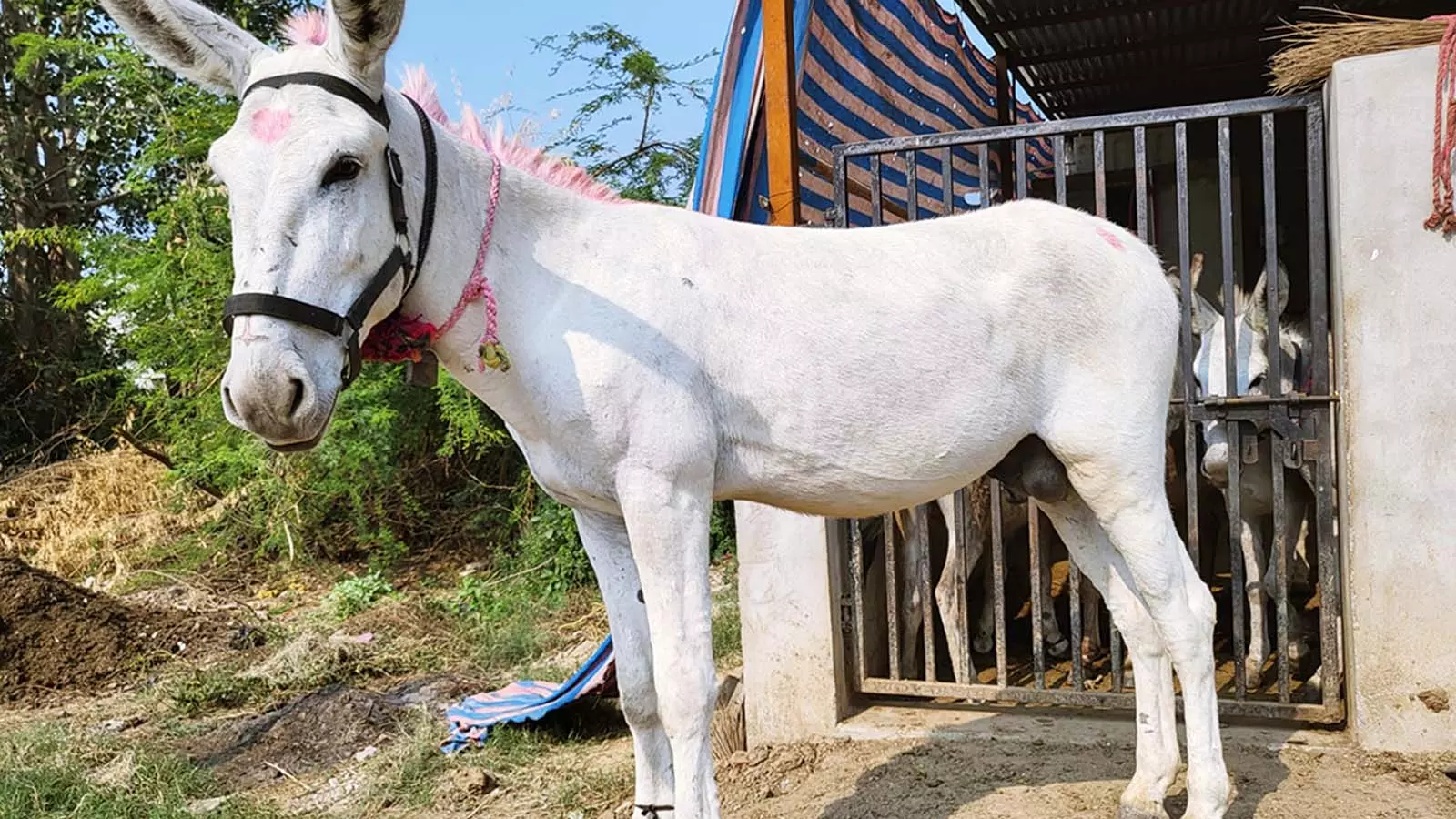 The Halari breed is expensive, priced at ₹1.5 lakh for a female and ₹1.7 lakh for a male, which are primarily used for breeding.