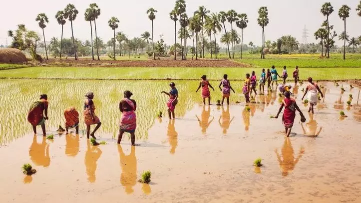 Tamil Nadu paddy cultivation