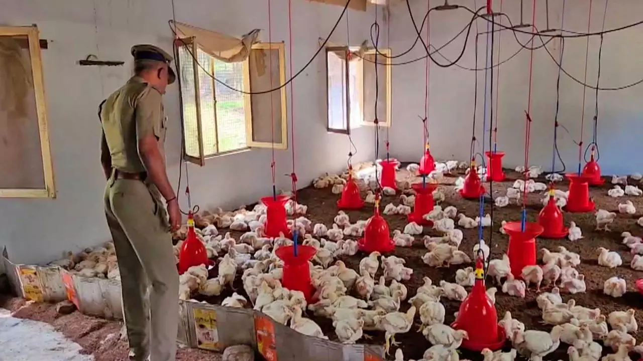 Why Tamil Nadu prison inmates include chickens