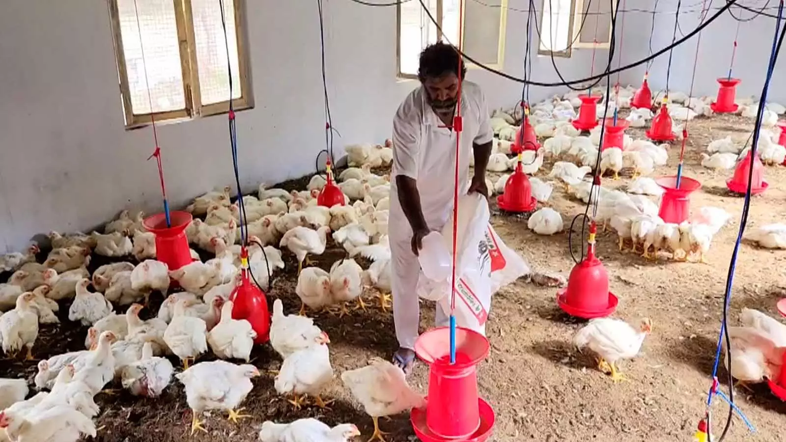 The excess chicken meat is sold to people outside prisons at reasonable prices.