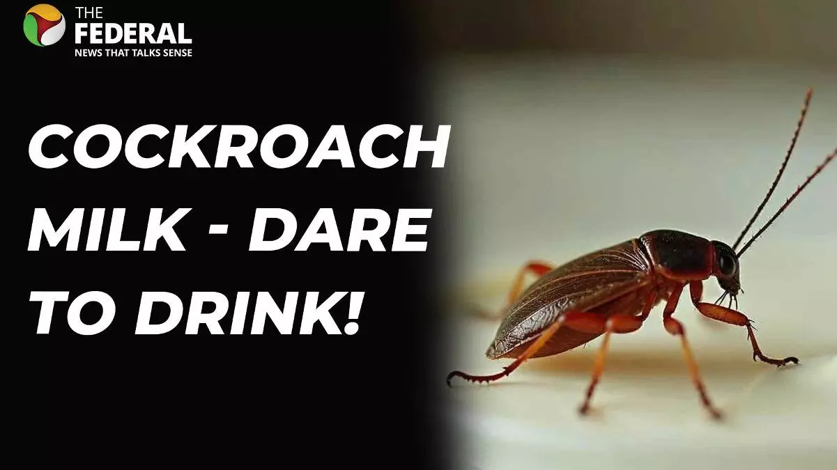 Cockroach milk high in protein - would you drink?