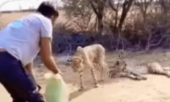 Kuno cheetahs