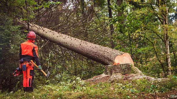 Telangana’s vanishing forests: 12 lakh acres lost to podu titles, infra projects