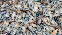 India shrimp export to US