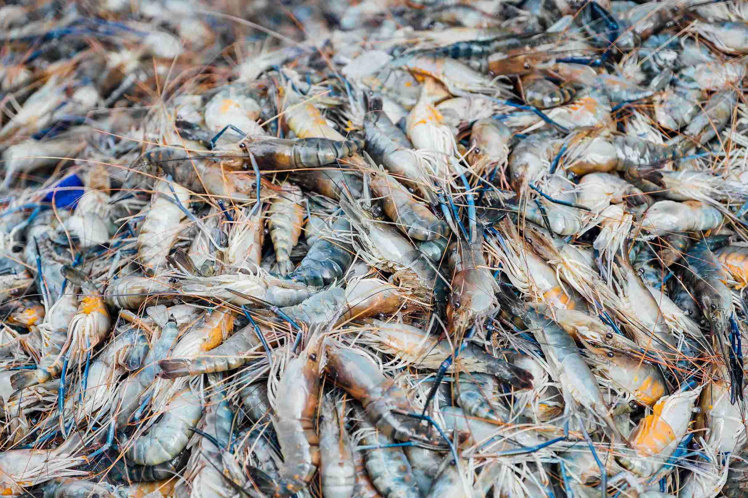 Budget relief for shrimp exports, but Andhra farmers left under strain