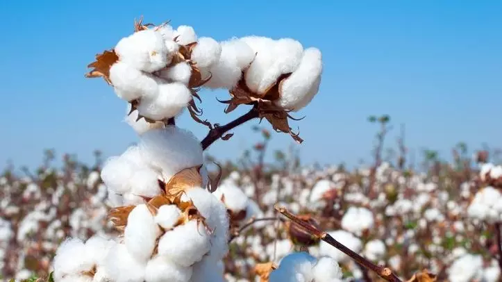 cotton plant