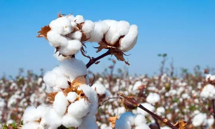 cotton plant