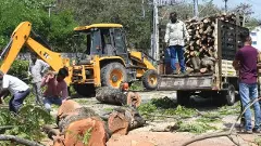 Tree felling