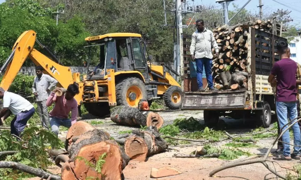 Tree felling Tree felling