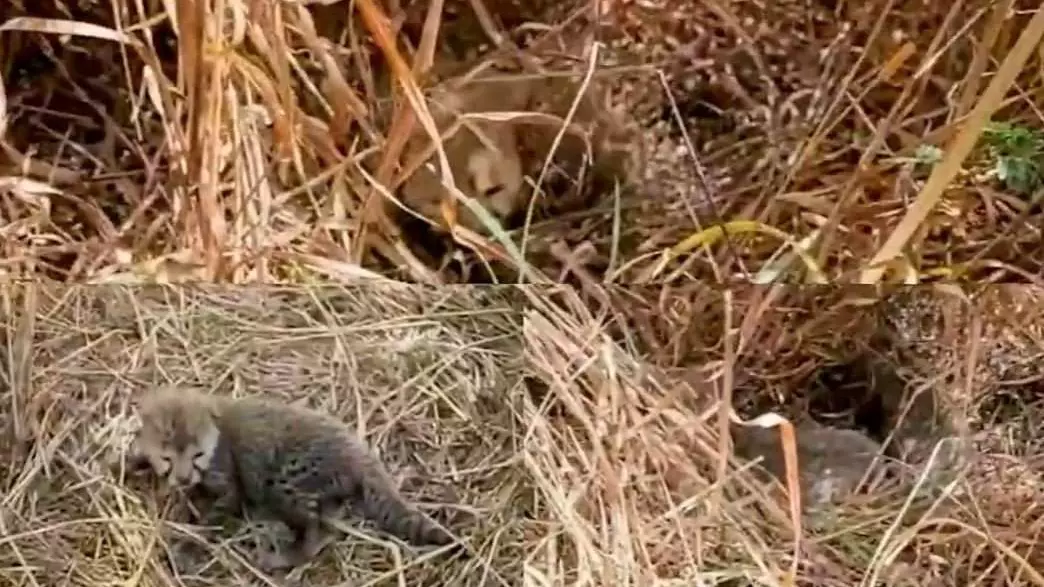 Cheetah cubs born at Kuno National Park
