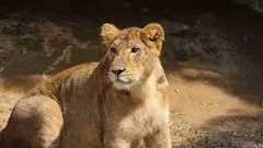 Asiatic lions breeding programme