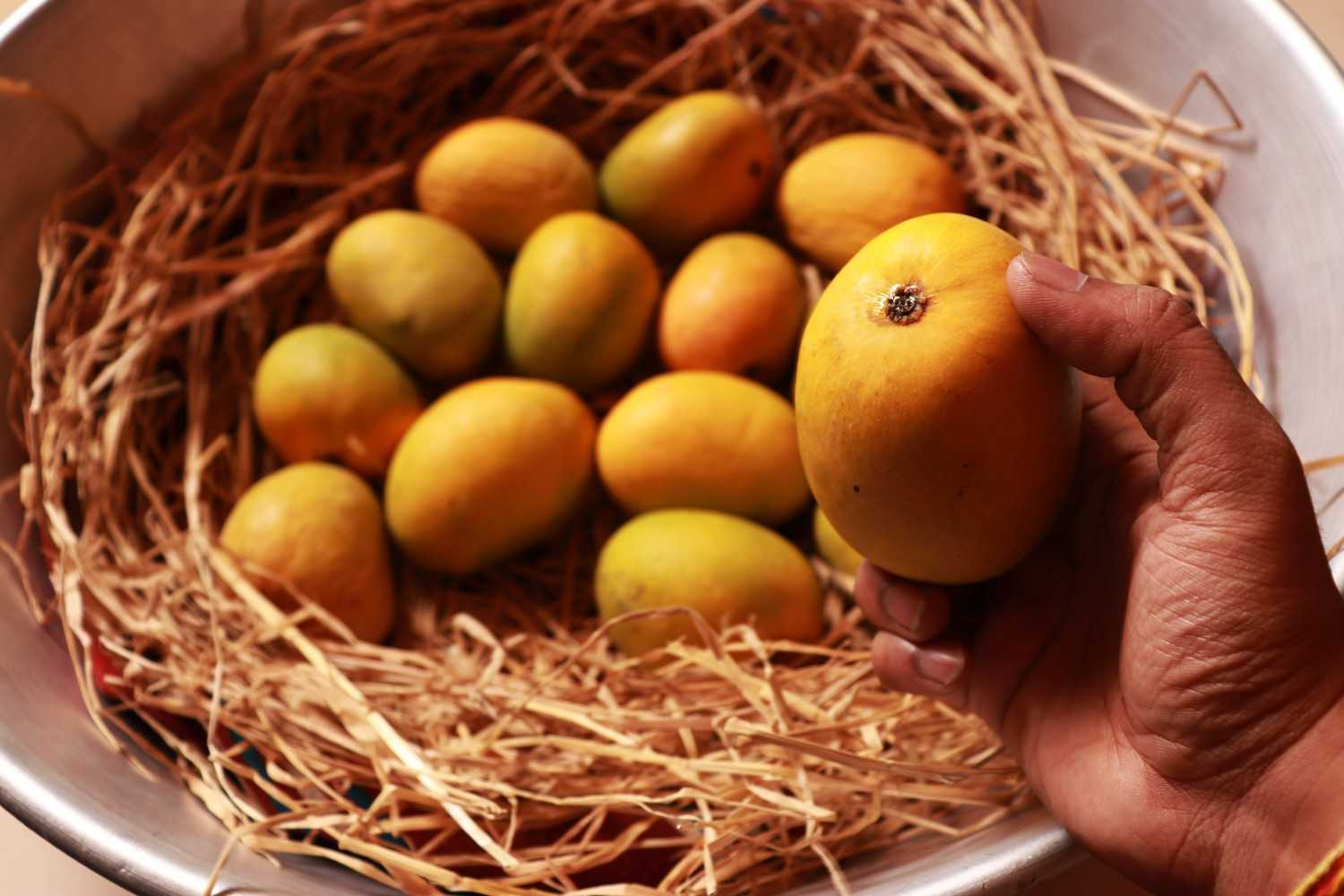 Japan halts Indian mango imports over pest control flaws, blow for exporters