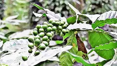 Climate change impact: Is Darjeeling coffee set to take over Darjeeling tea?