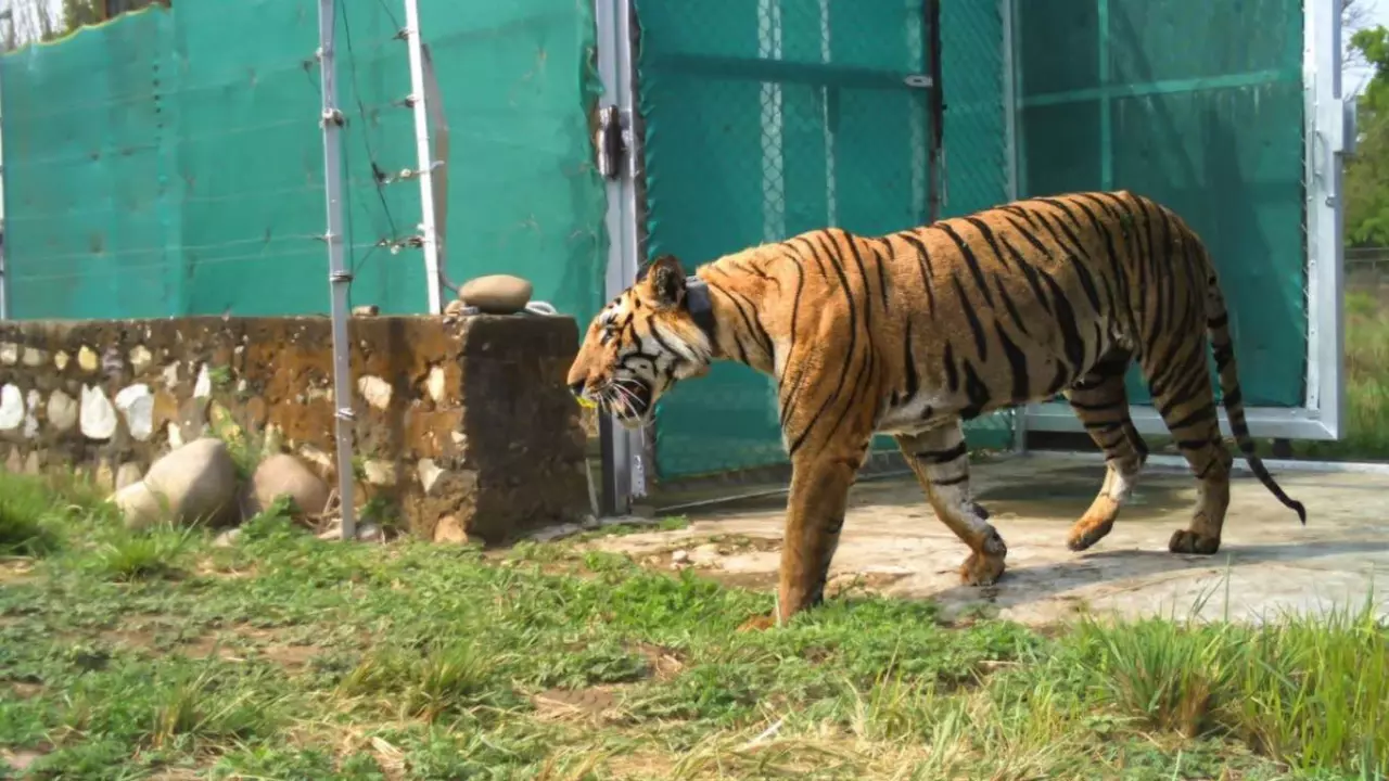 Five tigers have been shifted from the Corbett Tiger Reserve in Uttarakhand to the neighbouring Rajaji Tiger Reserve through 3 years of effort