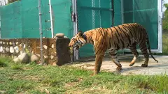 Five tigers have been shifted from the Corbett Tiger Reserve in Uttarakhand to the neighbouring Rajaji Tiger Reserve through 3 years of effort