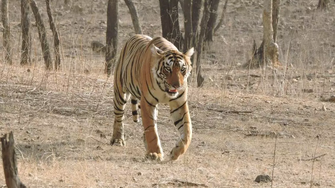 Ranthambore