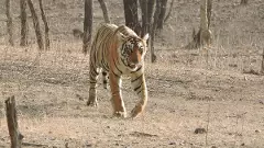 Ranthambore
