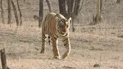 Ranthambore