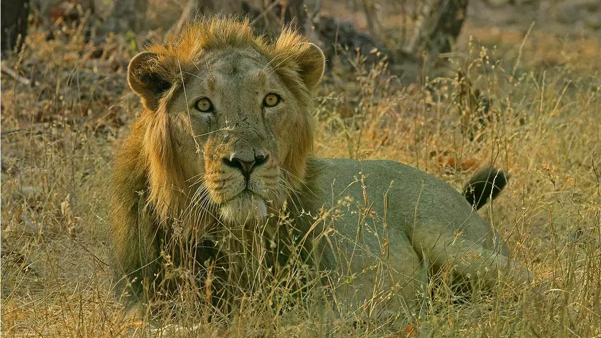 Asiatic lions, Cyclone biparjoy