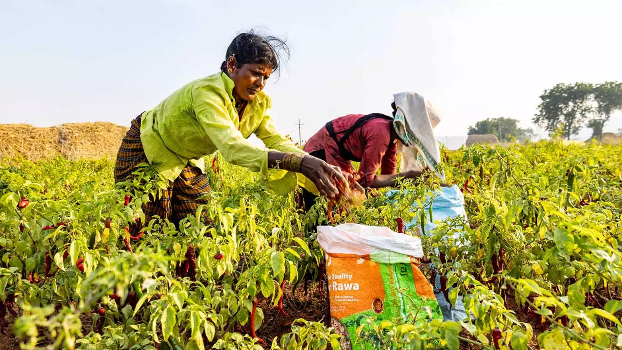 In Photos | How Raichur is preparing the fields for FarmHers In Photos | How Raichur is preparing the fields for FarmHers