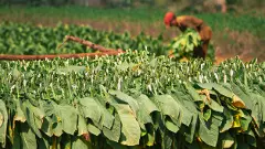 first death after the reported resurgence in the cases of COVID in Tamil Nadu