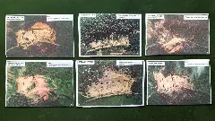 Illegal mining in Assam