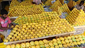 TNs mango farmers in crisis as Iran-Israel war hit exports