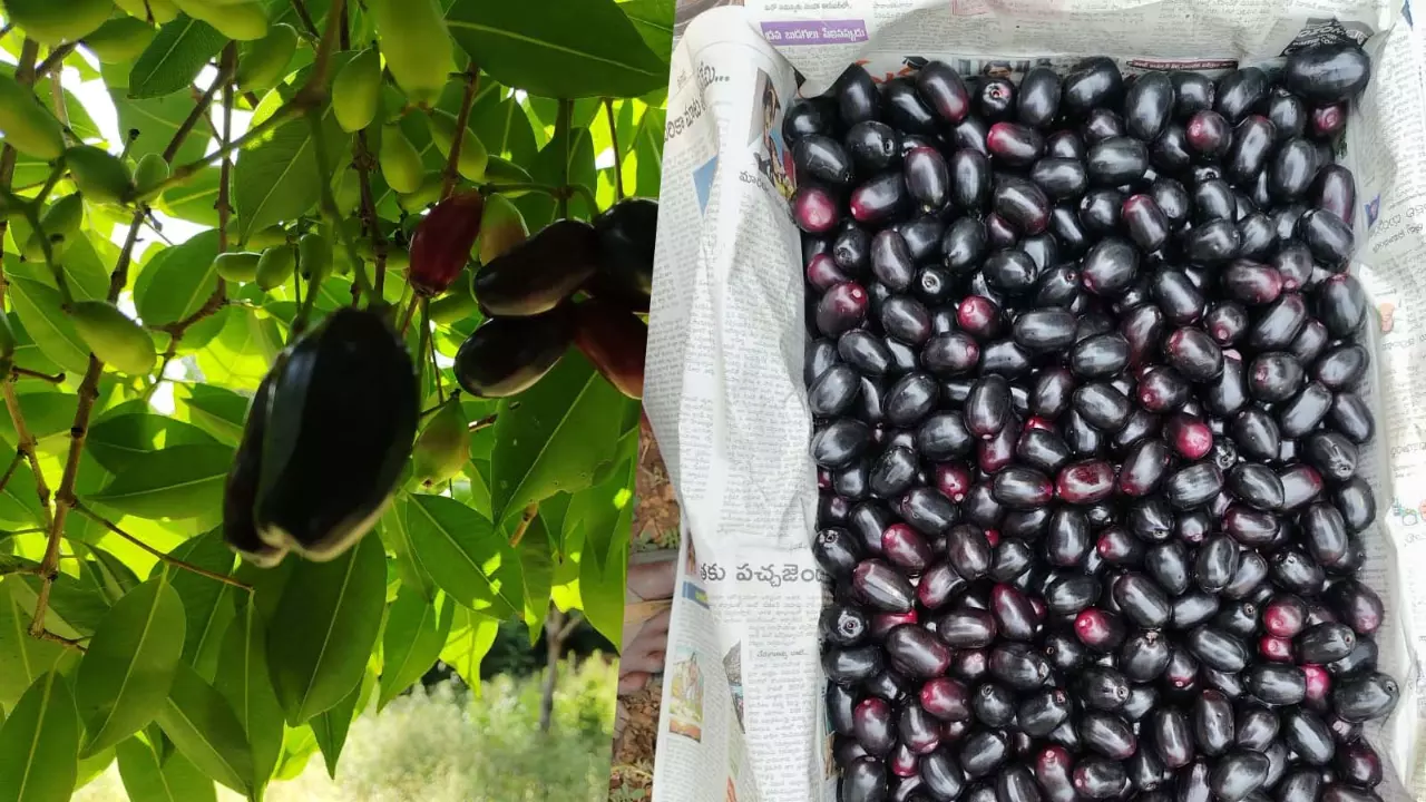 Served fresh: Karnataka jamuns now available in London