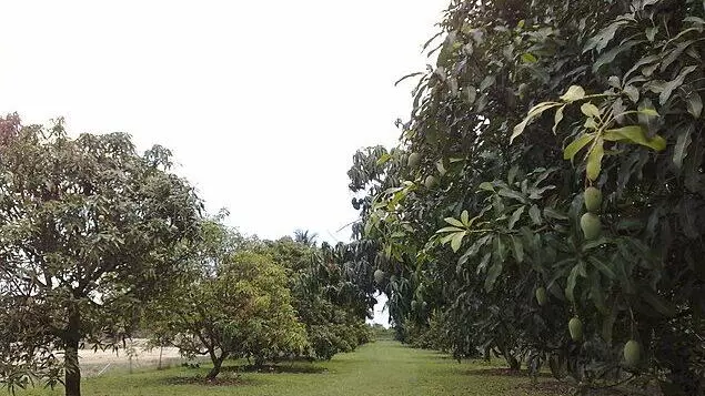 mango orchard