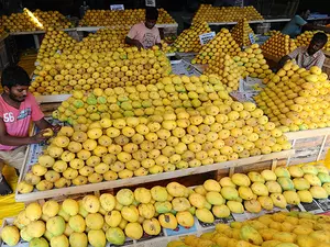 TNs mango farmers in crisis as Iran-Israel war hit exports TNs mango farmers in crisis as Iran-Israel war hit exports