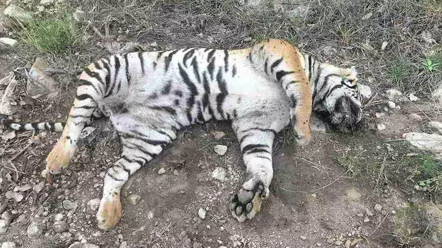 Tiger deaths in Karnataka