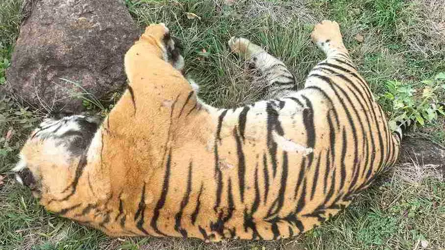 Tiger deaths in Karnataka