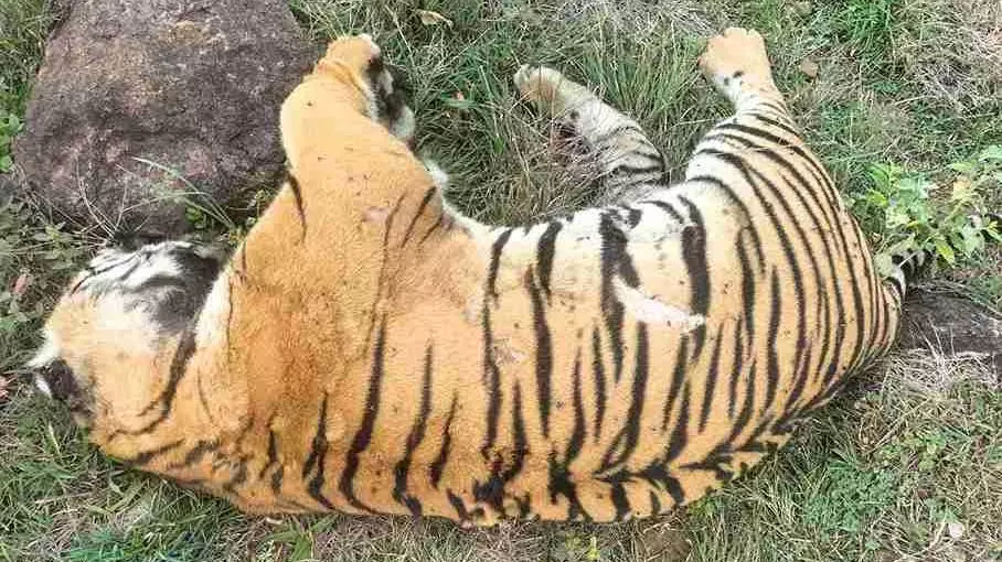 Tiger deaths in Karnataka