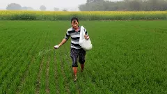 Young farmer is spreading fertiliser in his wheat plant field