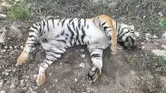 Tiger deaths in Karnataka