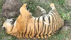Tiger deaths in Karnataka