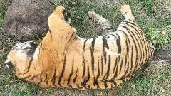Tiger deaths in Karnataka