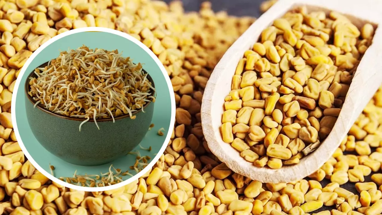 fenugreek seeds and sprouts. File Photo fenugreek seeds and sprouts. File Photo