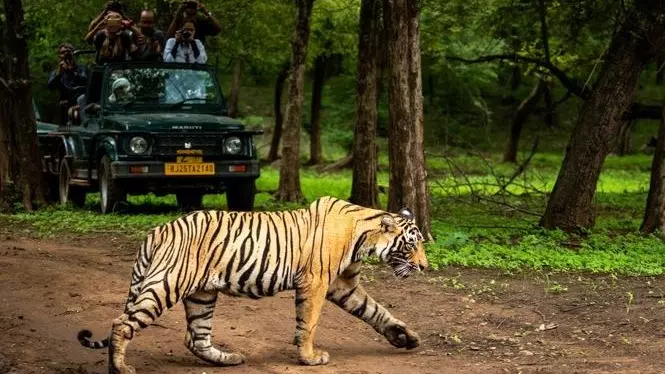 Tiger travels 450 km to settle in Yedshi Ramling Ghat Sanctuary; first in decades