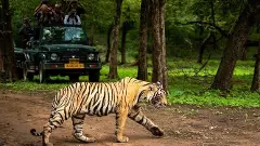 Tiger travels 450 km to settle in Yedshi Ramling Ghat Sanctuary; first in decades