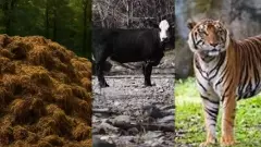 Karnataka: Cow dung mafia