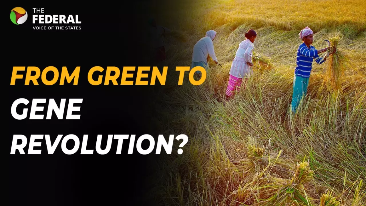 Genome-edited rice varieties