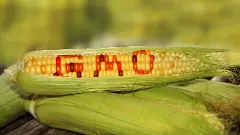 Genetically Modified corn, GM crop