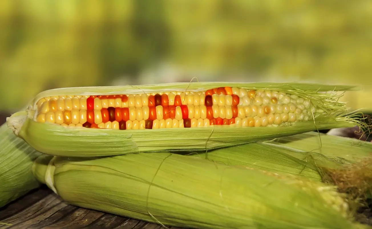 Genetically Modified corn, GM crop