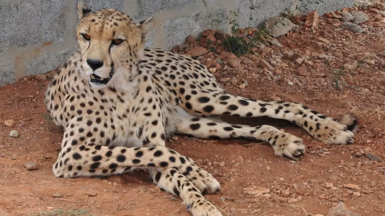 Nabha Cheetah