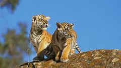 Tiger cubs