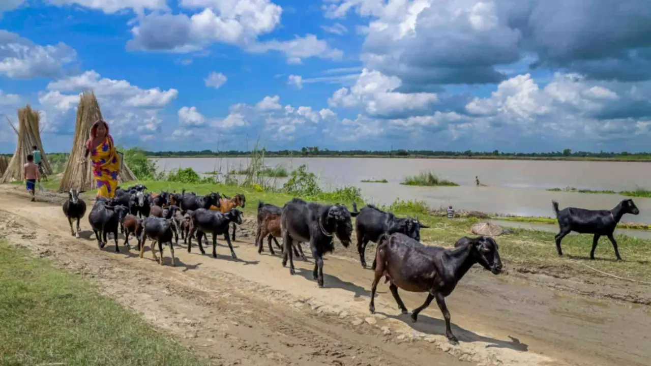 IMD forecasts heavy rain across Bengal as depression over region intensifies