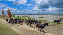 IMD forecasts heavy rain across Bengal as depression over region intensifies