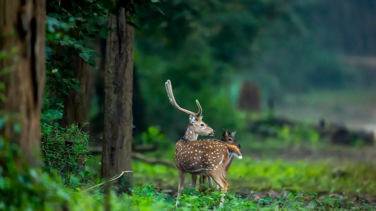 Deer die in Pune zoo
